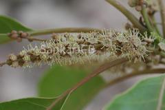 Terminalia bellirica